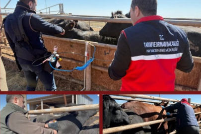 Şap aş��sında iğnesiz uygulama deneniyor